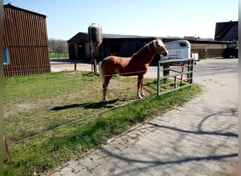 Edelbluthaflinger, Stallone, 18 Anni, 149 cm, Sauro