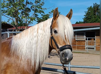 Edelbluthaflinger, Stute, 10 Jahre, 148 cm, Fuchs
