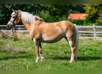 Edelbluthaflinger, Stute, 10 Jahre, 151 cm, Fuchs