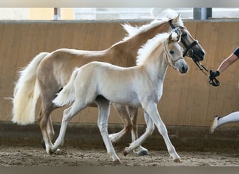 Edelbluthaflinger, Stute, 10 Jahre, 151 cm, Fuchs