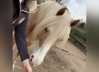 Edelbluthaflinger, Stute, 14 Jahre, 150 cm
