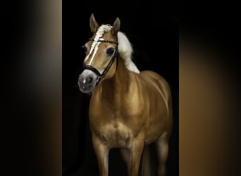 Edelbluthaflinger, Stute, 15 Jahre, 151 cm