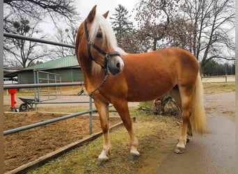 Edelbluthaflinger, Stute, 16 Jahre, 149 cm, Fuchs