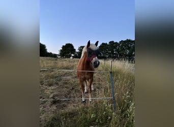 Edelbluthaflinger, Stute, 17 Jahre, 150 cm, Fuchs