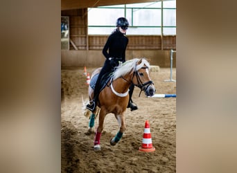 Edelbluthaflinger, Stute, 18 Jahre, 144 cm, Fuchs