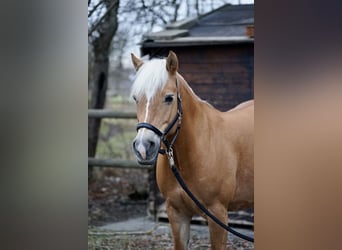 Edelbluthaflinger, Stute, 18 Jahre, 144 cm, Fuchs