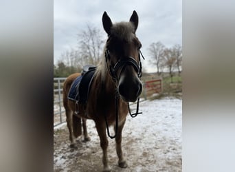 Edelbluthaflinger, Stute, 18 Jahre, 152 cm