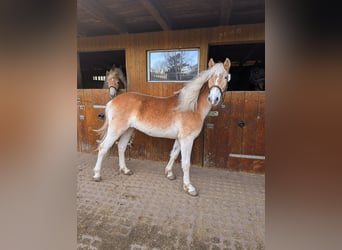 Edelbluthaflinger, Stute, 1 Jahr, Fuchs