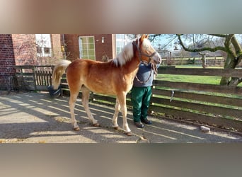 Edelbluthaflinger, Stute, 1 Jahr