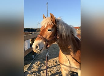 Edelbluthaflinger, Stute, 3 Jahre, 146 cm, Fuchs