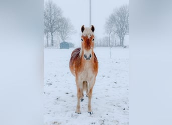 Edelbluthaflinger, Stute, 3 Jahre, 146 cm, Fuchs