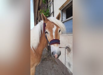 Edelbluthaflinger, Stute, 3 Jahre, 147 cm, Fuchs