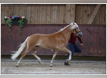 Edelbluthaflinger, Stute, 3 Jahre, 149 cm, Fuchs
