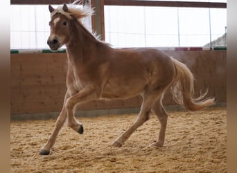 Edelbluthaflinger, Stute, 3 Jahre, 150 cm, Fuchs