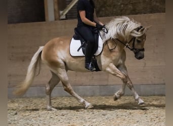 Edelbluthaflinger, Stute, 3 Jahre, 150 cm, Fuchs
