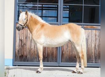 Edelbluthaflinger, Stute, 3 Jahre, 150 cm, Fuchs