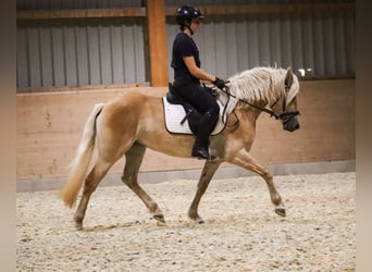 Edelbluthaflinger, Stute, 3 Jahre, 150 cm, Fuchs