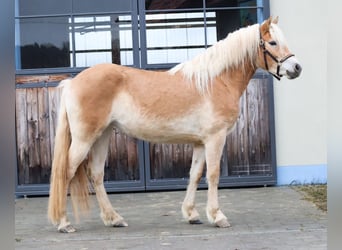 Edelbluthaflinger, Stute, 3 Jahre, 150 cm, Fuchs