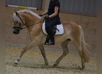 Edelbluthaflinger, Stute, 3 Jahre, 150 cm, Fuchs
