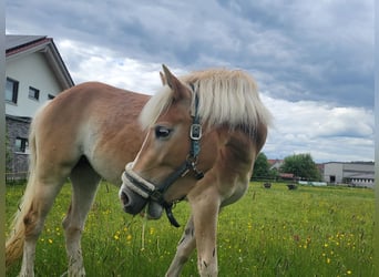Edelbluthaflinger, Stute, 4 Jahre, 140 cm
