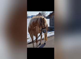 Edelbluthaflinger, Stute, 4 Jahre, 147 cm, Palomino