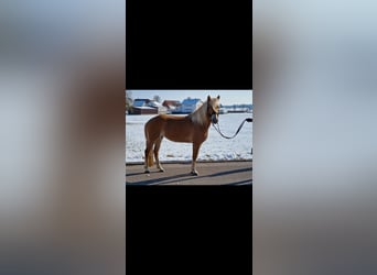 Edelbluthaflinger, Stute, 4 Jahre, 147 cm, Palomino