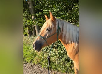 Edelbluthaflinger, Stute, 4 Jahre, 148 cm