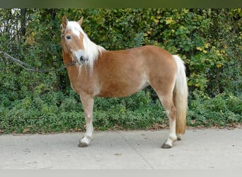 Edelbluthaflinger, Stute, 5 Jahre, 141 cm, Fuchs