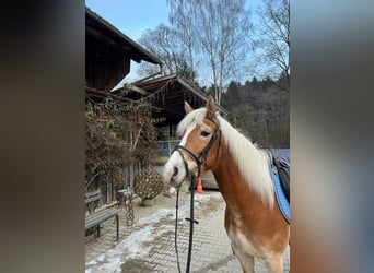 Edelbluthaflinger, Stute, 5 Jahre, 144 cm, Fuchs