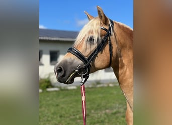Edelbluthaflinger, Stute, 6 Jahre, 147 cm, Fuchs