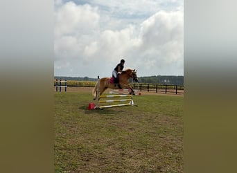 Edelbluthaflinger, Stute, 6 Jahre, 147 cm, Fuchs