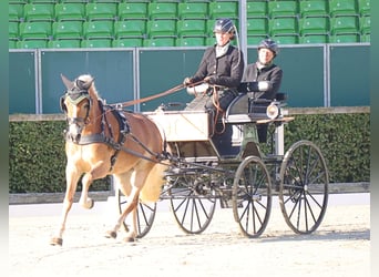 Edelbluthaflinger, Stute, 6 Jahre, 148 cm, Fuchs