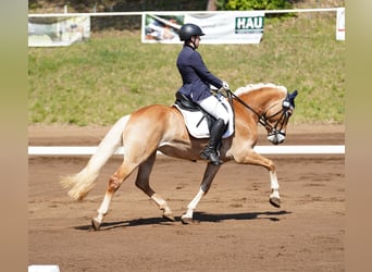 Edelbluthaflinger, Stute, 6 Jahre, 148 cm, Fuchs
