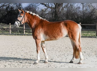 Edelbluthaflinger, Stute, 6 Jahre, 148 cm, Fuchs