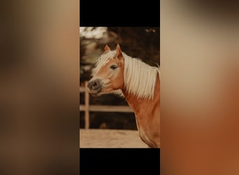 Edelbluthaflinger, Stute, 6 Jahre, 152 cm