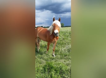 Edelbluthaflinger, Stute, 6 Jahre, 155 cm, Fuchs
