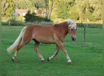 Edelbluthaflinger, Stute, 7 Jahre, 146 cm, Fuchs