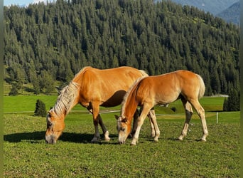 Edelbluthaflinger, Stute, 7 Jahre, 149 cm, Fuchs