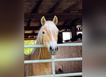Edelbluthaflinger, Stute, 7 Jahre, 153 cm