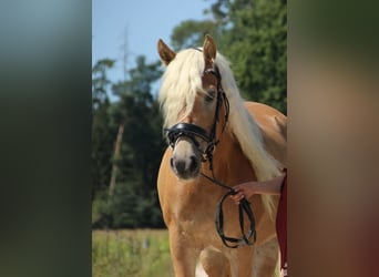 Edelbluthaflinger, Stute, 8 Jahre, 145 cm