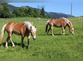 Edelbluthaflinger, Stute, 8 Jahre, 145 cm, Fuchs