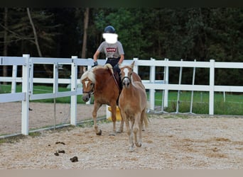 Edelbluthaflinger, Stute, 8 Jahre, 145 cm, Fuchs