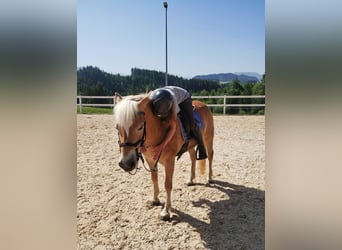 Edelbluthaflinger, Stute, 8 Jahre, 145 cm, Fuchs