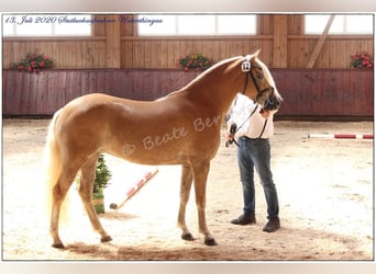 Edelbluthaflinger, Stute, 8 Jahre, 147 cm