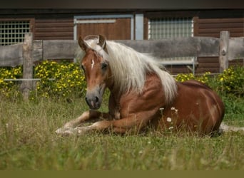 Edelbluthaflinger, Stute, 8 Jahre, 152 cm, Fuchs