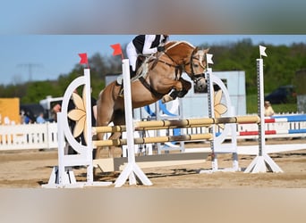 Edelbluthaflinger, Stute, 8 Jahre, 153 cm, Fuchs