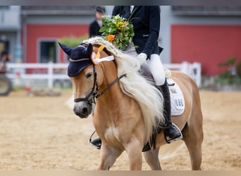 Edelbluthaflinger, Stute, 8 Jahre, 153 cm, Fuchs