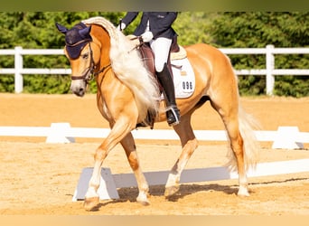 Edelbluthaflinger, Stute, 8 Jahre, 153 cm, Fuchs