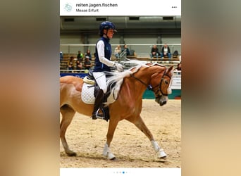 Edelbluthaflinger, Stute, 8 Jahre, 153 cm, Fuchs