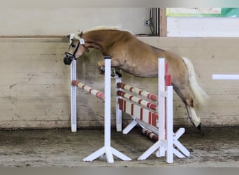 Edelbluthaflinger, Stute, 9 Jahre, 145 cm, Fuchs